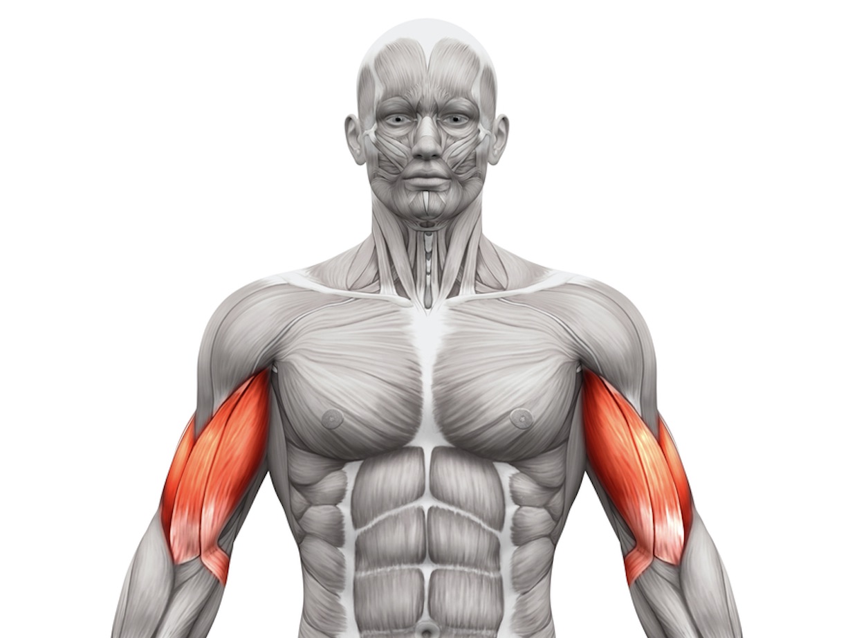 Músculos bíceps