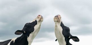 Fuentes de calcio que no requieren una vaca