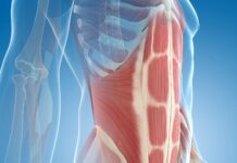Ubicación y función de los músculos abdominales