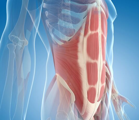 Ubicación y función de los músculos abdominales