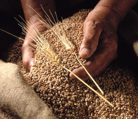 ¿El trigo orgánico es siempre libre de gluten?