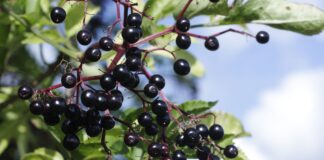 Información nutricional y beneficios para la salud de la baya del saúco
