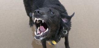 Cómo evitar un ataque de perro y prevenir las mordeduras