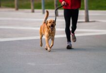 Consejos para correr con tu perro