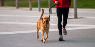 Consejos para correr con tu perro