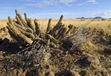 Hoodia Gordonii para bajar de peso