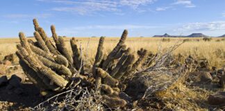 Hoodia Gordonii para bajar de peso